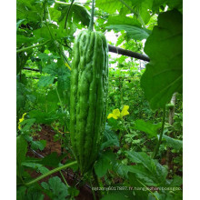 HBG01 Jiage 28 à 32cm de longueur, vert OP graines de courge amère